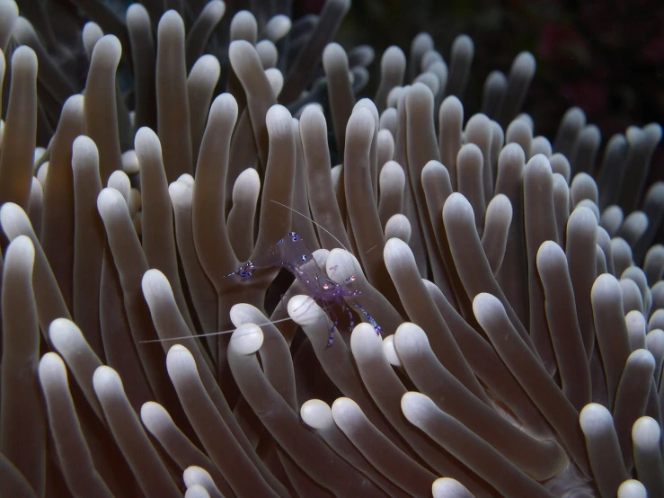 a close up of a sea anemone on a coral, flickr, ghost shrimp, a purple fish, bali, highly realistic photo