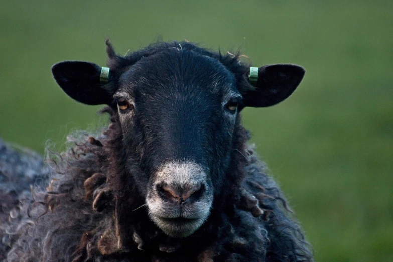 a black sheep standing on top of a lush green field, a portrait, by Jan Tengnagel, flickr, close-up of face, yorkshire, gauged ears, smoldering