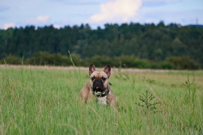 a dog that is standing in the grass, by Emma Andijewska, flickr, baroque, french bulldog, sitting in a field, stubble on his face, summer evening