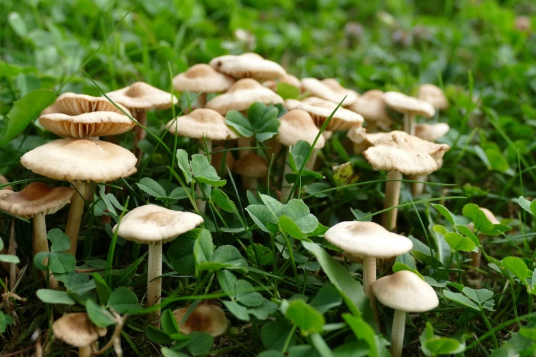 a group of mushrooms sitting on top of a lush green field, a macro photograph, by Dietmar Damerau, shutterstock, extremely pale blond hair, [ realistic photo ]!!, fairy circle, bangalore