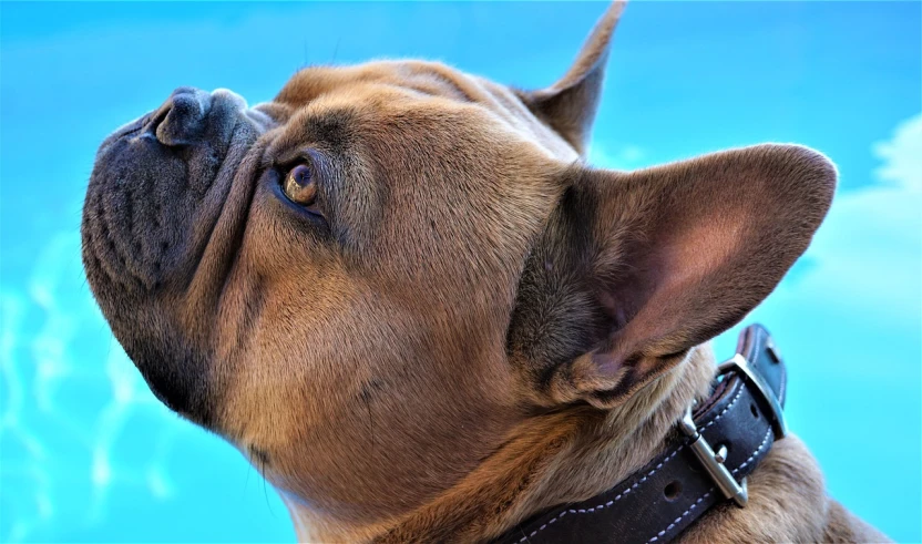 a close up of a dog wearing a collar, a picture, by Jan Rustem, pixabay, face looking skyward, relaxed. blue background, caramel, very sharp and detailed photo