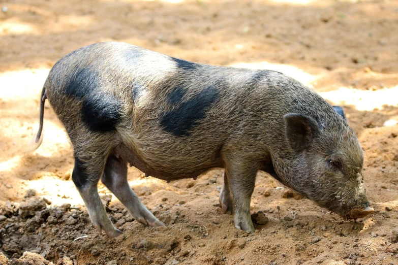 a pig that is standing in the dirt, an olive skinned, 1128x191 resolution, malaysian, pigtail