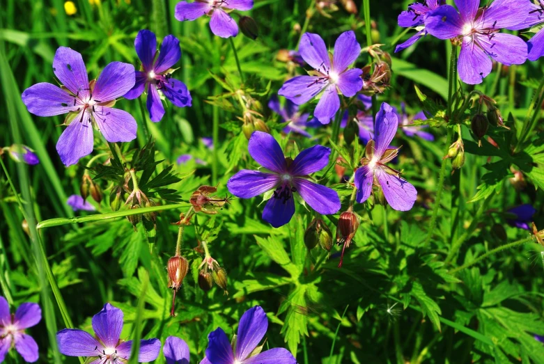 a group of purple flowers sitting on top of a lush green field, hurufiyya, blue - petals, high quality product image”