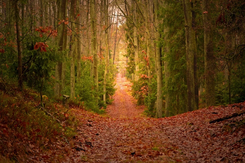 a dirt path in the middle of a forest, a photo, by Charmion von Wiegand, shutterstock, fall leaves on the floor, nice colors, scotland, lush winter forest landscape
