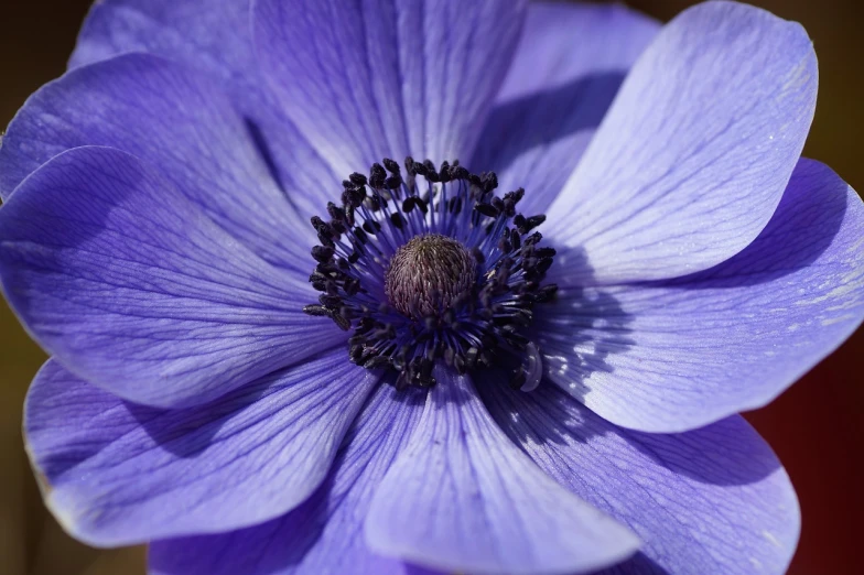 a close up of a purple flower in a vase, a macro photograph, by Raymond Coxon, pexels, hurufiyya, anemone, blue sunshine, close up head shot, viewed from above