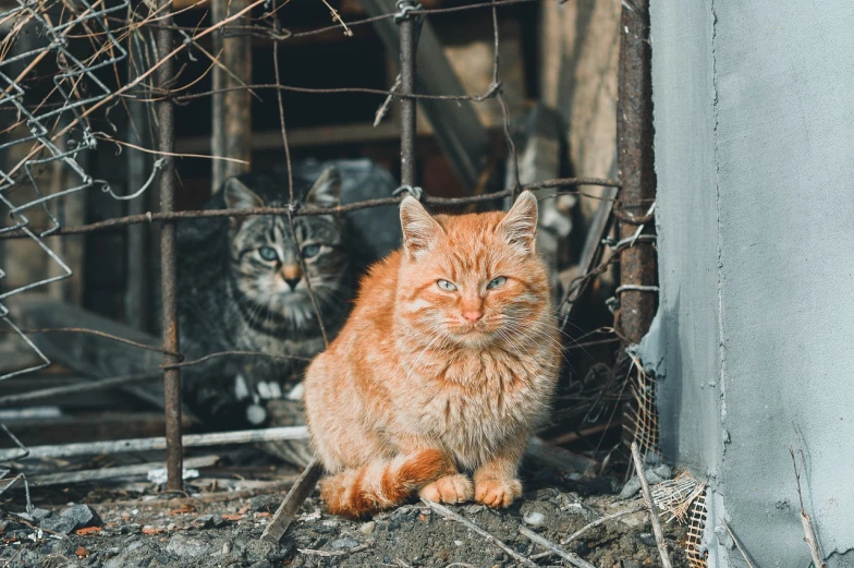 a couple of cats sitting next to each other, a portrait, an abandoned old, orange fur, portrait of a slightly rusty, behind bars