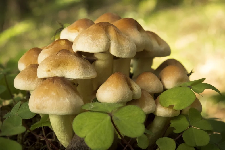 a group of mushrooms sitting on top of a lush green forest, a macro photograph, by Dietmar Damerau, pixabay, yellowed, underside, clover, edible crypto