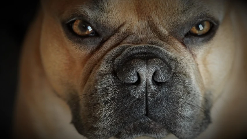a close up of a dog's face with a black background, photorealism, boxer, wide nostrils, french bulldog, featured