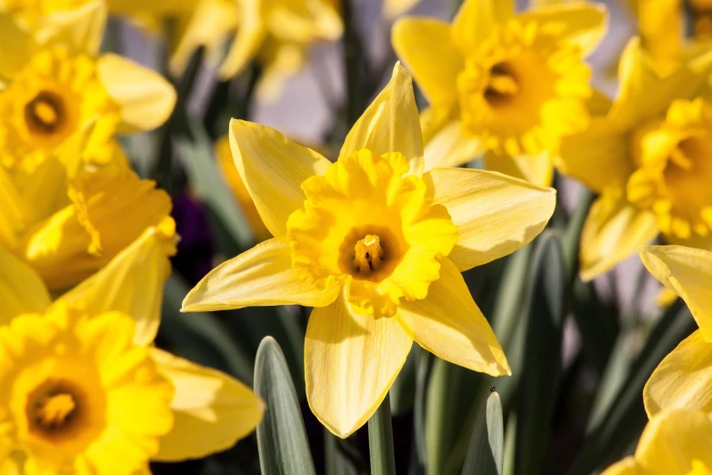 a close up of a bunch of yellow flowers, a portrait, by David Garner, daffodils, rich bright sunny colors, outdoor photo, perfect spring day with