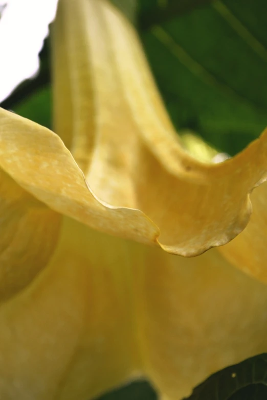 a close up of a yellow flower with green leaves, a macro photograph, inspired by Carpoforo Tencalla, angel's trumpet, curves, wrinkled, closeup at the food