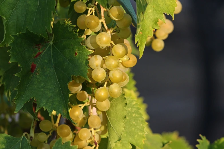 a close up of a bunch of grapes on a tree, a picture, by Joseph von Führich, pixabay, bauhaus, soft golden light, detailed white, panels, 8/8