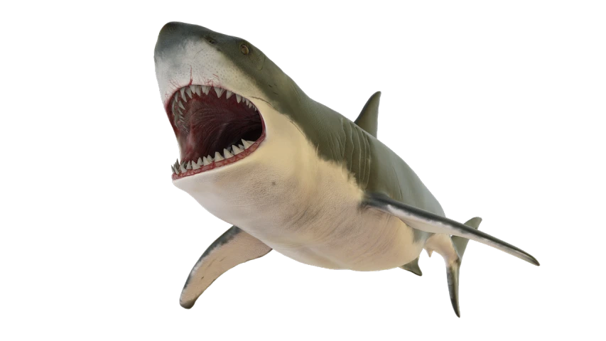 a close up of a shark with its mouth open, an illustration of, by Bob Ringwood, shutterstock, rendered in maya and houdini, sharp high detail illustration, raytraced render, 3ds max rendered