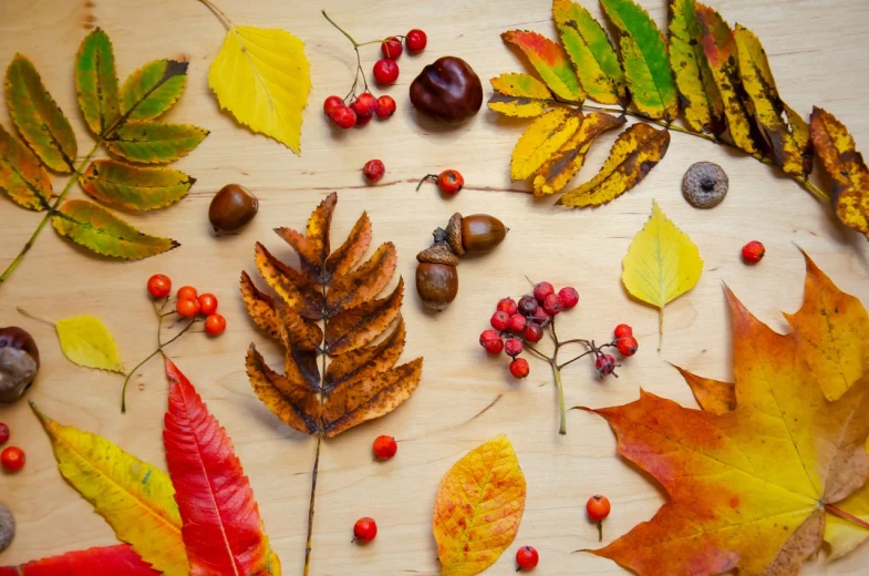 a table topped with lots of different types of leaves, a still life, inspired by Andy Goldsworthy, shutterstock, autumn rain turkel, oaks, wooden, seen from straight above