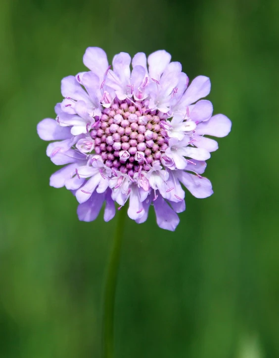 a close up of a purple flower on a stem, a portrait, flickr, hurufiyya, in a meadow, various posed, caravan, high-resolution photo