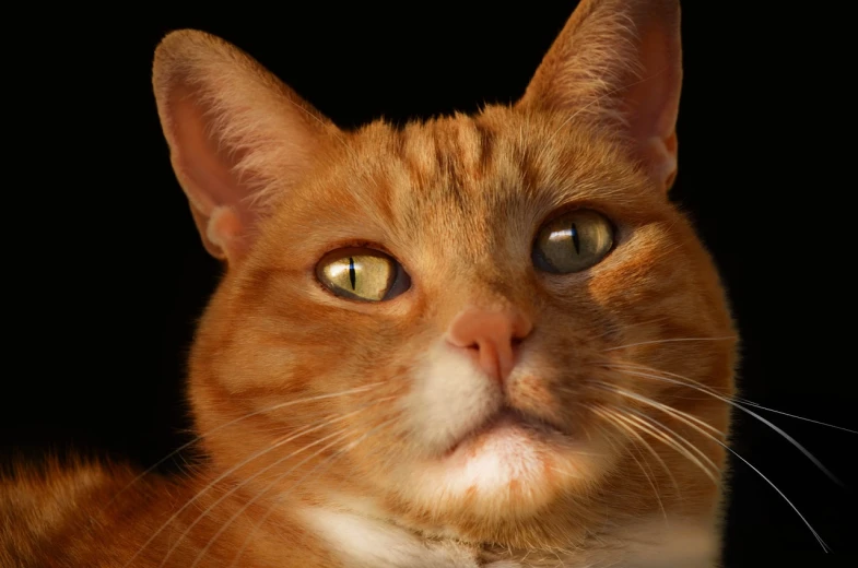 a close up of a cat with a black background, a portrait, by Brian Thomas, shutterstock, photorealism, ginger cat, photoreal”, 3 / 4 view portrait, “portrait of a cartoon animal