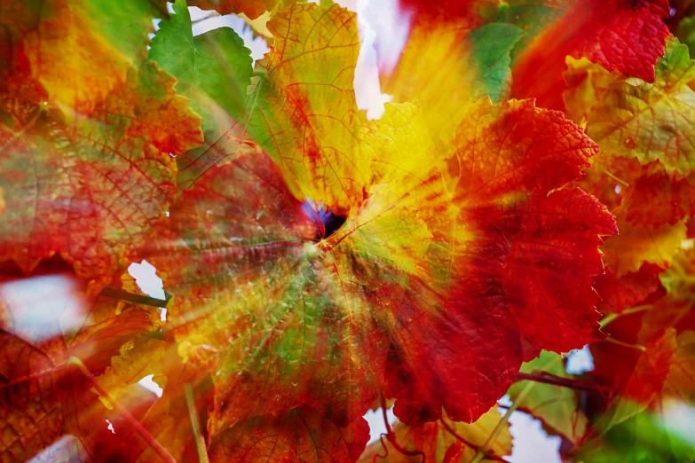 a close up of a red and yellow leaf, a picture, art photography, explosion of colorful flowers, renaissance autumnal, wining, view from bottom