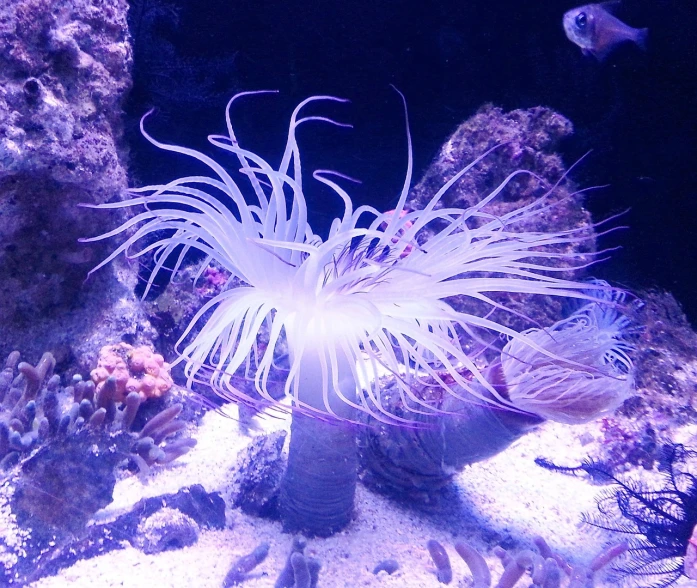 a close up of a sea anemone in an aquarium, flickr, rasquache, twirling glowing sea plants, soft white glow, leafy sea dragon, posing!!