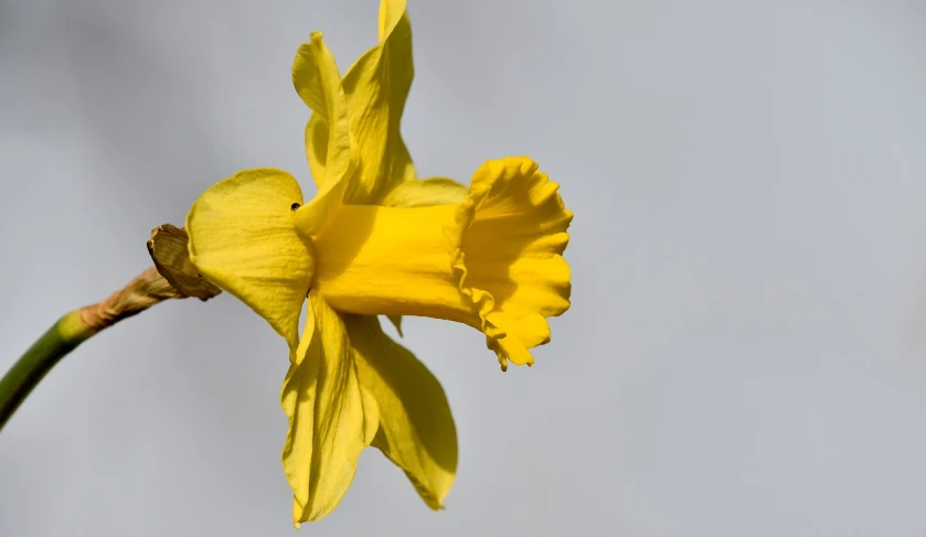 a close up of a yellow flower on a stem, a picture, by David Simpson, flickr, myth of narcissus, ruffles, side view close up of a gaunt, william open
