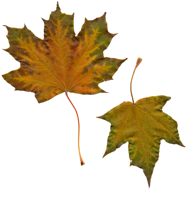 a close up of two leaves on a black background, by Susan Heidi, maple trees with fall foliage, computer - generated, [ realistic photo ]!!, top - down photo