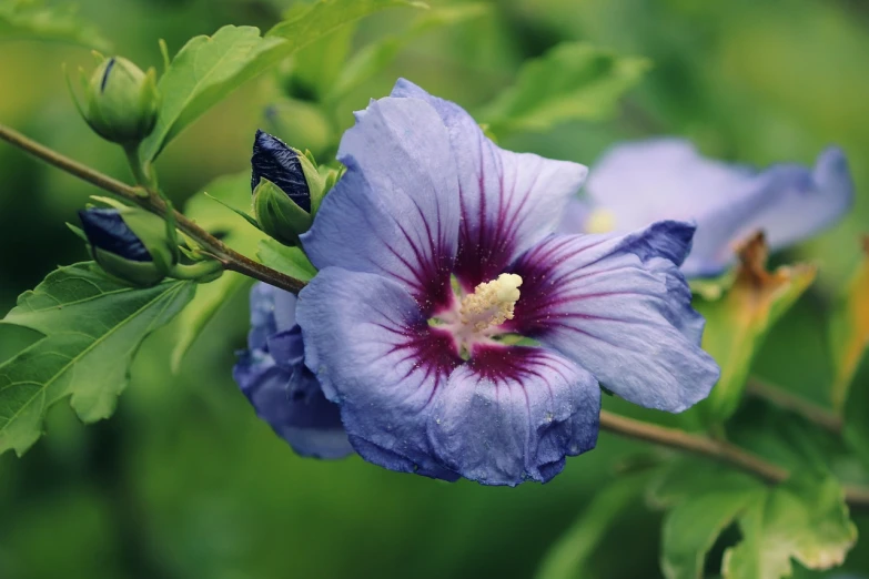 a close up of a flower on a plant, a portrait, flickr, blue and purple colour scheme, hibiscus flowers, natural morning light, blue and gray colors