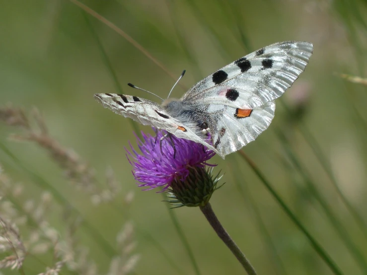 a butterfly sitting on top of a purple flower, by Dave Allsop, flickr, white with black spots, thistle, transparent marble butterfly, italian