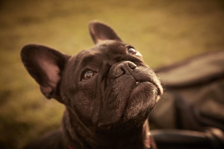 a close up of a dog looking up, by Matthias Weischer, shutterstock, baroque, french bulldog, evening light, fine detail post processing, warm sunshine