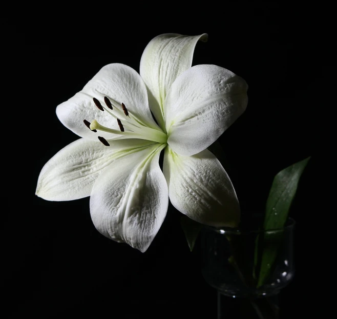 a close up of a flower in a vase, a portrait, inspired by Robert Mapplethorpe, flickr, hurufiyya, white lilies, - h 1 0 2 4, engineered, realistic shot