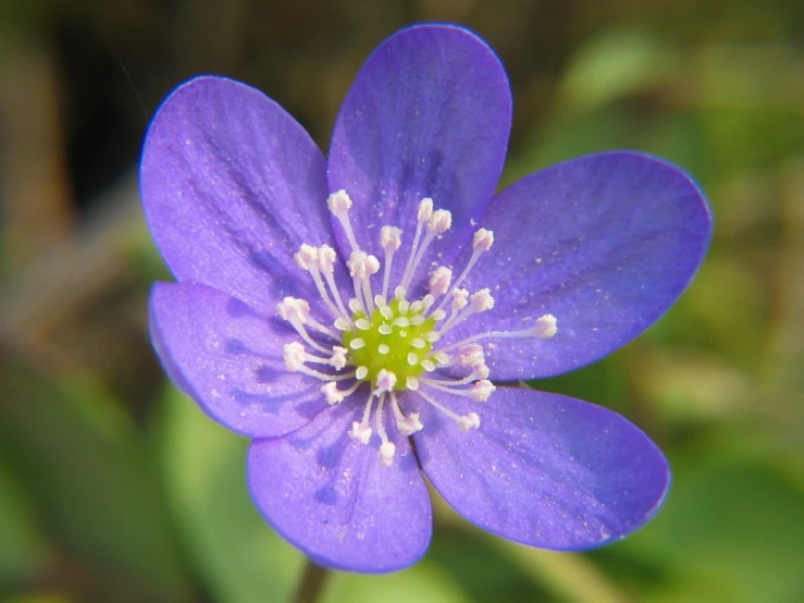 a close up of a purple flower with white stamens, few ultramarine highlights, protophyta, photograph of april, aged 2 5