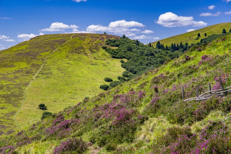 a lush green hillside covered in purple flowers, a portrait, by John Covert, shutterstock, black mountains, on a bright day, dunes, black forest