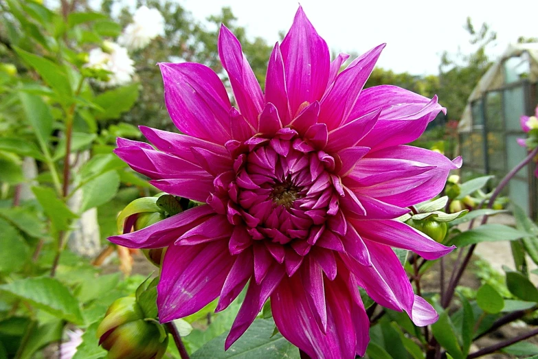 a close up of a purple flower in a garden, a picture, by Anna Haifisch, flickr, dahlias, beautiful flower, magenta, long petals