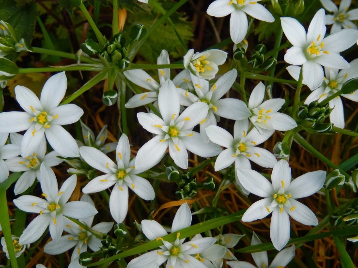 a close up of a bunch of white flowers, by Robert Brackman, flickr, hurufiyya, tiny stars, grass and weeds, glossy flecks of iridescence, star