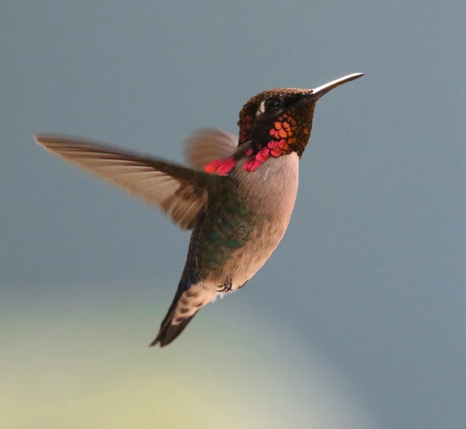 a bird that is flying in the air, a portrait, by Robert Jacobsen, hummingbirds, full shot photo, sam weber, above side view