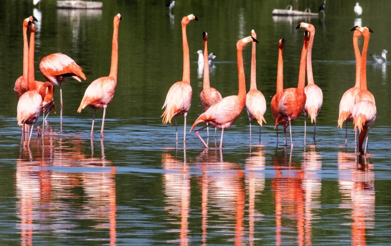 a group of flamingos standing in the water, by Hans Werner Schmidt, flickr, fine art, panorama, new mexico, telephoto shot, high res photo