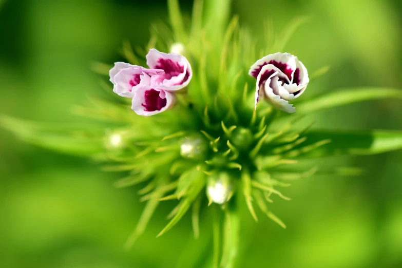 a close up of a flower with a blurry background, by Ikuo Hirayama, flickr, green and pink, twins, highly detailed product photo, thistle