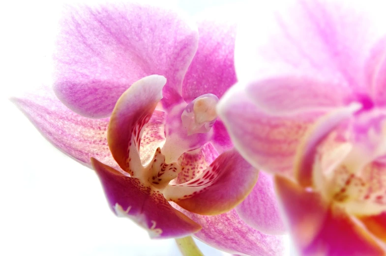 a close up of a flower in a vase, a macro photograph, orchid stems, istockphoto, overexposed photograph, stock photo