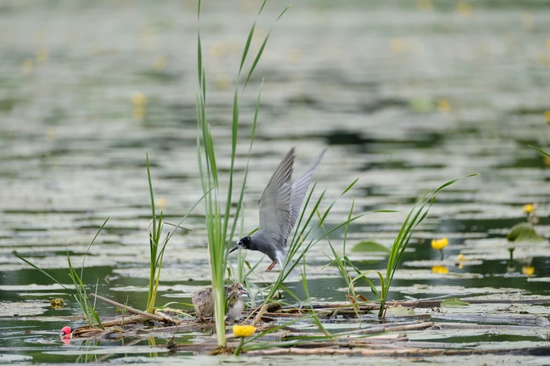 a bird that is standing in the water, a picture, by Juergen von Huendeberg, hurufiyya, jumping flying and eating frogs, july 2 0 1 1, meadows, small quills along it's back