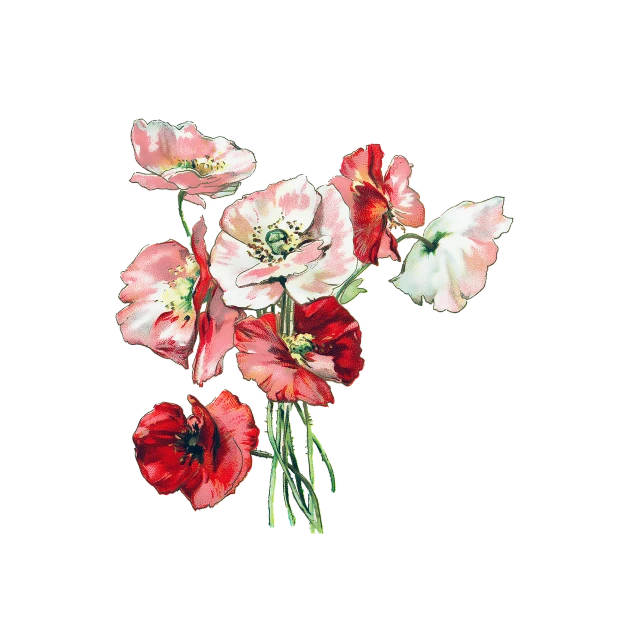 a bouquet of red and white flowers on a black background, a digital painting, inspired by François Boquet, poppy, art nouveau botanicals, floral clothes, watercolored