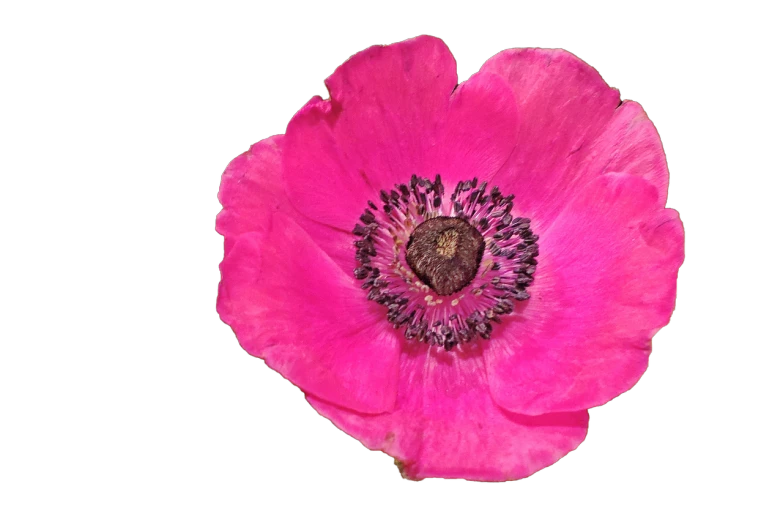 a close up of a pink flower on a black background, by Robert Brackman, poppy, highly detailed photo, ww1, very accurate photo