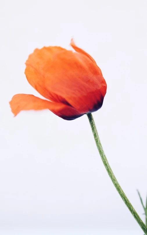 a single orange flower on a stem against a white background, a picture, by Anna Haifisch, unsplash, red poppies, side view close up of a gaunt, on a gray background, over-shoulder shot