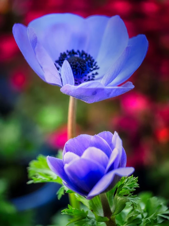 a couple of purple flowers sitting next to each other, by Jan Rustem, anemone, vivid vibrant deep colors, spring blooming flowers garden, warm shades of blue