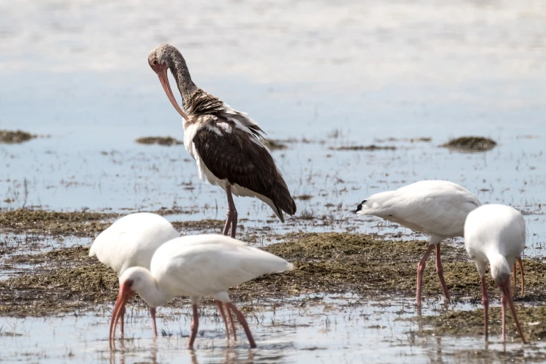 a group of birds that are standing in the water, a portrait, flickr, male emaciated, eating, white, 2 0 0 mm telephoto