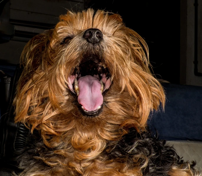 a close up of a dog with its mouth open, by Jan Rustem, pexels, photorealism, yorkshire terrier, rocking out, in a sunbeam, wavy hair spread out