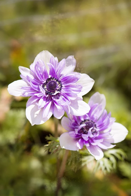 a couple of purple flowers sitting on top of a lush green field, a portrait, by Jim Nelson, flickr, anemones, closeup photo, on a sunny day, sea anemone