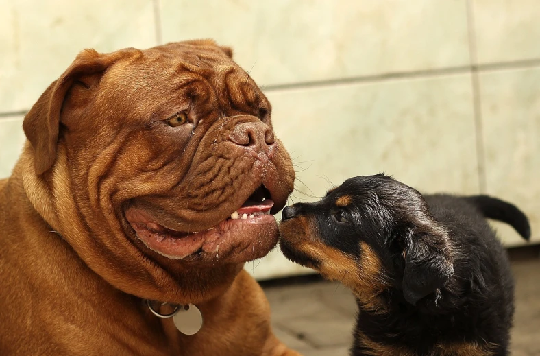 a couple of dogs standing next to each other, a portrait, by Jesper Knudsen, romanticism, big lips, rottweiler firefighter, wrinkly, wallpaper - 1 0 2 4