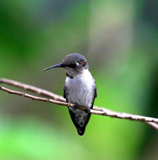 a small bird sitting on top of a tree branch, a portrait, arabesque, hummingbird, sharp focus - h 8 0 0, resting on a tough day, grayish