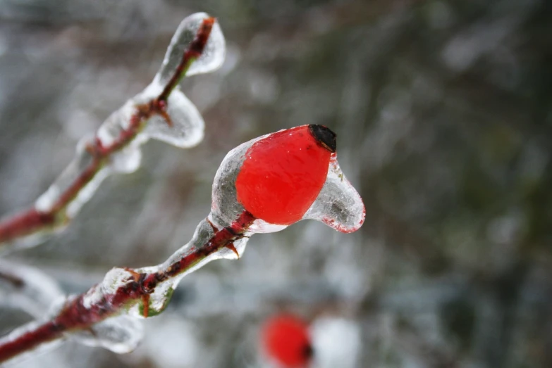 a close up of a branch of a tree covered in ice, a photo, romanticism, red lanterns, istockphoto, rose-brambles, hibernation capsule close-up