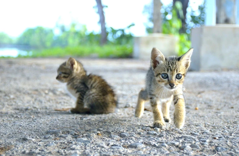 a couple of small kittens sitting next to each other, flickr, happening, standing bravely on the road, on a village, animals running along, on the concrete ground