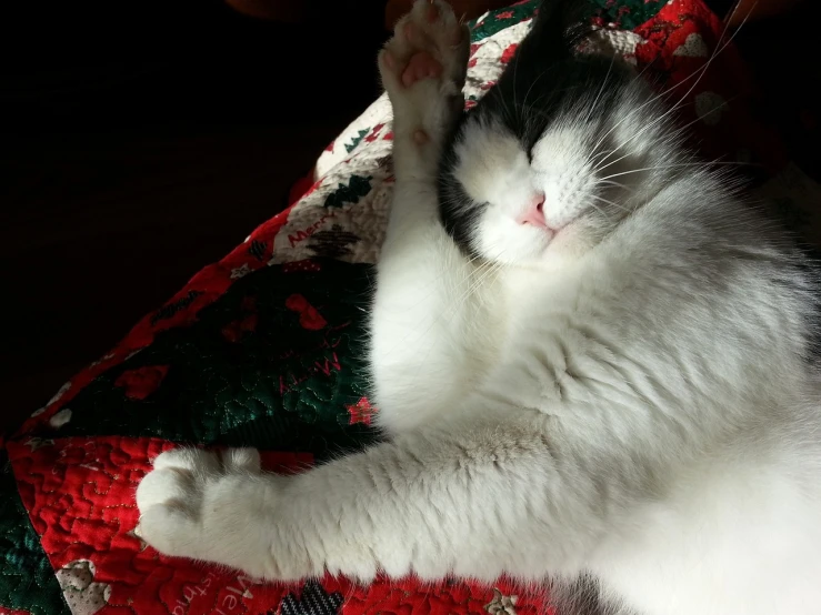 a black and white cat laying on top of a quilt, flickr, arabesque, sitting on santa, happy toes, closeup photo, けもの