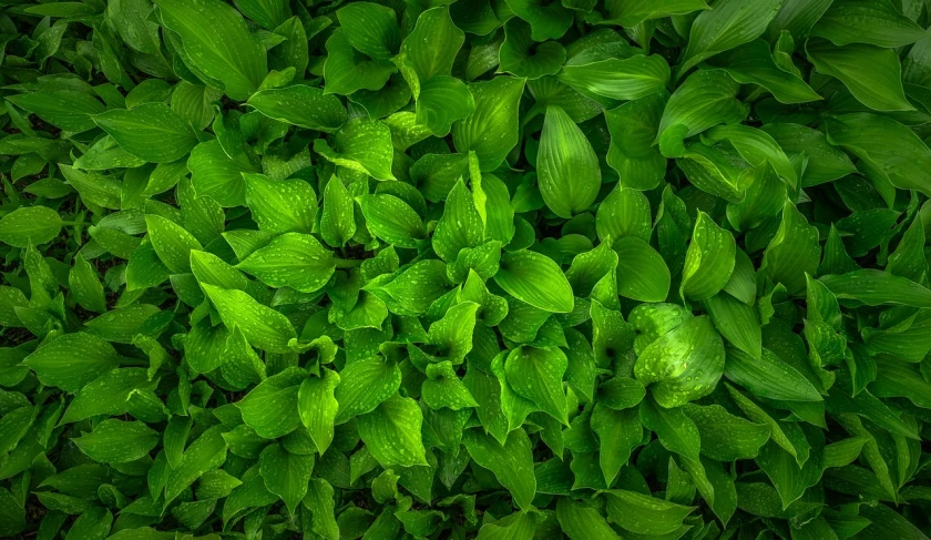 a close up of a bunch of green leaves, by Jacob Kainen, lpoty, lush valley, high - angle, wisconsin