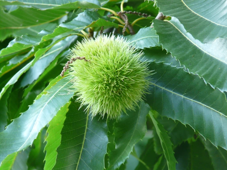 a close up of a fruit on a tree, a photo, hurufiyya, chestnut hair, manicured solarpunk greenery, fluffy!!!, wikipedia